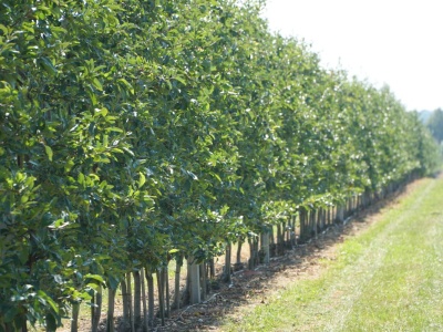 Zabiegi pozbiorcze w kwaterach Gali