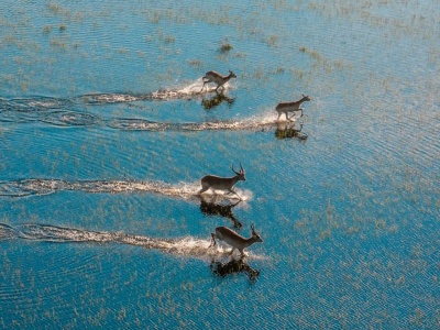 Szczepienia przed podróżą do Botswany – zalecenia i wymagania