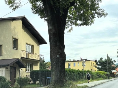 Mieszkańcy martwią się o los pomnika przyrody. W czasie wichury może się złamać