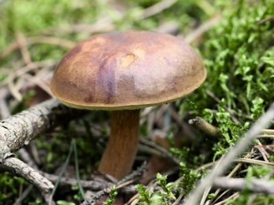 Tu znajdziesz najwięcej podgrzybków. Wiedzą o tym doświadczeni grzybiarze