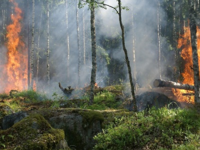 Najwyższe emisje z pożarów lasów od początku prowadzenia pomiarów