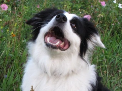 W sobotę odbędzie się wydarzenie dla miłośników psów