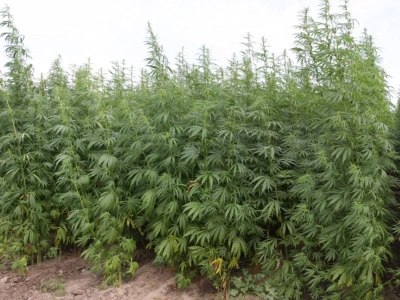 Uprawa konopi w Polsce – kiedy jest legalna?