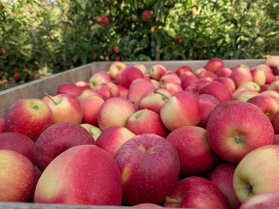 Ukraina importerem netto jabłek w całym sezonie, a Polska ich największym dostawcą