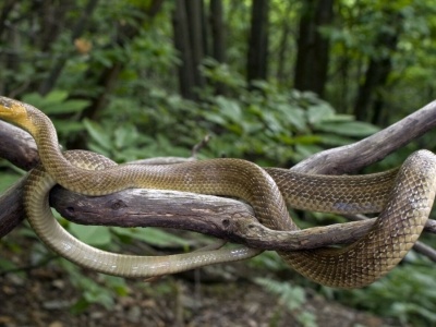 Wpełzają na drzewa w Polsce i na nich wiszą. Leśnicy pokazali zdjęcia