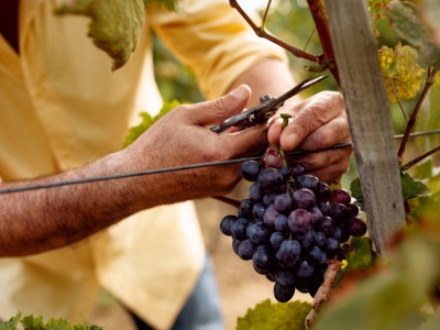 Wino dobre dla organizmu - mit czy prawda? Prof. Gaciong mówi, jak jest. Zaskakujące?