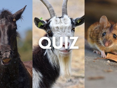 Quiz o przysłowiach! Znasz powiedzonka o zwierzętach? Trzeba mieć maksa