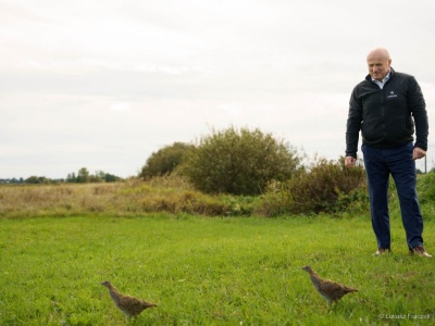 Trwa odbudowa populacji kuropatw. Dziś w naszym regionie wsiedlono 3,5 tys. tych ptaków (zdjęcia)