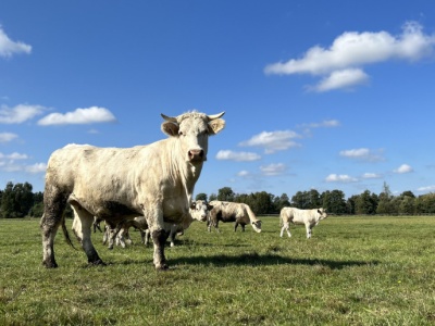 W skupach ceny byków idą w dół. Obniżki sięgają nawet 1 zł