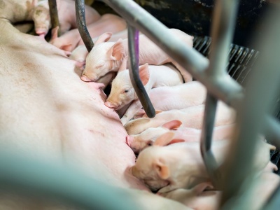 Rynek tuczników i macior pod presją. Gwałtowny spadek notowań