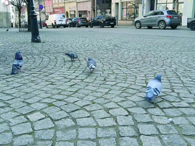 Gołębie dają się we znaki ząbkowickim zabytkom