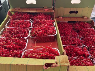 Ceny czerwonej porzeczki deserowej - Bronisze (24.09.)