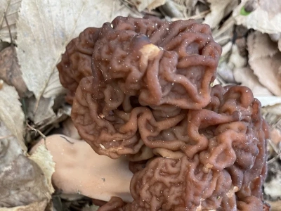 To jeden z najbezpieczniejszych grzybów w Polsce. Zawiera silną truciznę