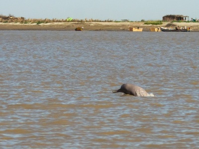 Mikroplastik w przewodach pokarmowych zagrożonych delfinów rzecznych z Indusu