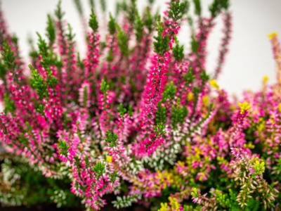 Moja babcia nazwała go 