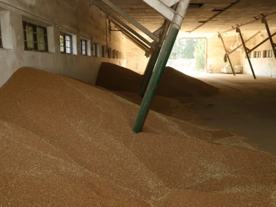 Magazynowanie zboża – jakich błędów unikać?