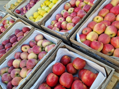 Szczyt zbiorów, więc jabłek nie brakuje – hurtowe ceny jabłek, Bronisze, 25.09.2025