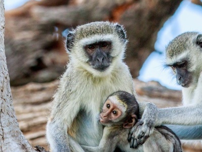 Ile trwa lot do Botswany? Jak długo leci się samolotem do Botswany?