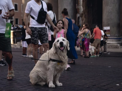 Pies turysta w tym mieście to spory wydatek. Wprowadzają nową opłatę
