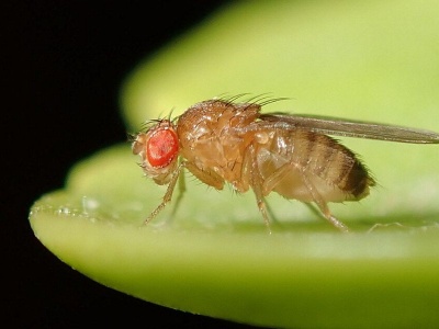 Entomolog: muszka owocówka to alkoholik