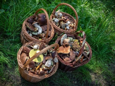 Takiego wysypu grzybów dawno nie było. Ten las to Eldorado dla grzybiarzy