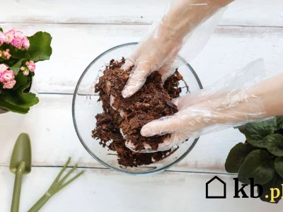 Ogrodnicy rezygnują z ziemi kwiatowej. Ten kokosowy trik wygrywa wszystko