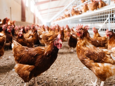 Chlewnie i kurniki stoją puste, a hodowcy liczą straty. Jest apel do ministra