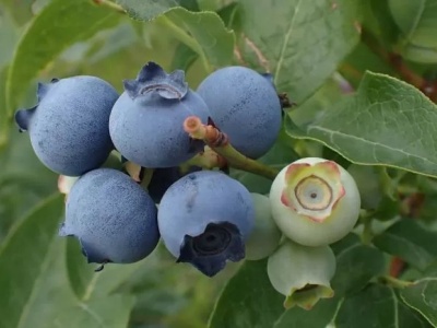 Nowy rynek dla polskich borówek – możliwy eksport do Wietnamu