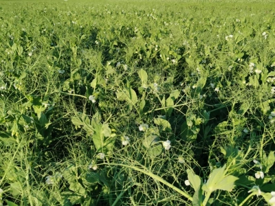 Czy uprawa grochu w Polsce się opłaca?