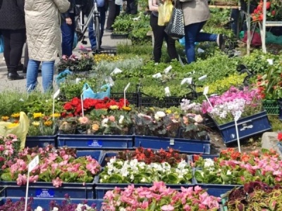 Powraca ulubiona akcja w Warszawie. Darmowe kwiaty dla mieszkańców! Gdzie i kiedy je odebrać?
