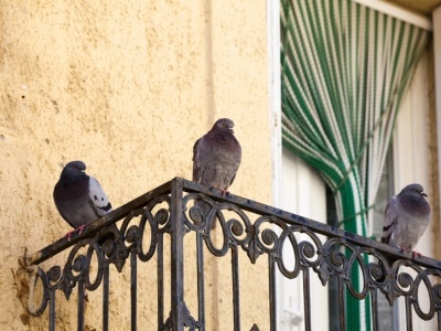 Spryskaj tym balkon, a gołębie uciekną, gdzie pieprz rośnie. Nie znoszą tego zapachu