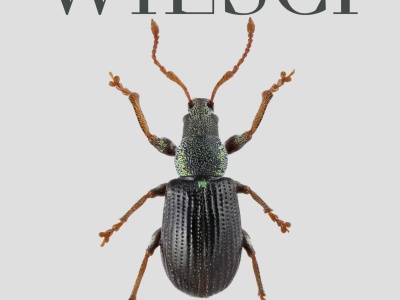 Ozdoba z chrząszczy. Unikatowe znalezisko z cmentarzyska ciałopalnego w Domasławiu