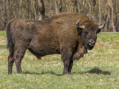 Żubr, który padł na Podkarpaciu z podejrzeniem gruźlicy. 6 osób pod nadzorem epidemiologicznym