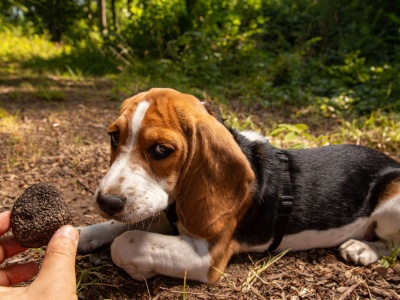 Trufle w Chorwacji – gdzie ich szukać, ceny, sezon i najlepsze miejsca w Istrii