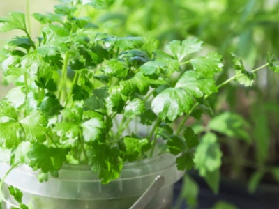 Pietruszka na obrzęki, wzdęcia, dolegliwości nerek, pęcherza