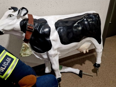 Zabrakło zdrowego rozsądku