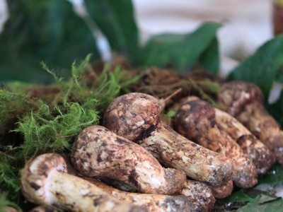 Kilka grzybów sprzedano za 5 tys. euro. To Święty Graal grzybiarzy