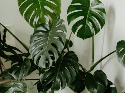 Monstera zwija liście? 