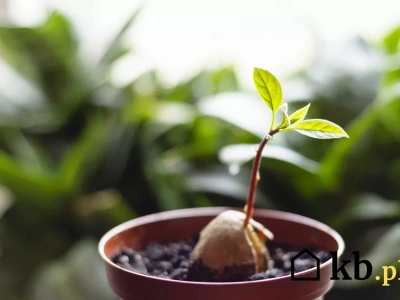 Jak wyhodować własne drzewko awokado z pestki – sposób, który naprawdę działa