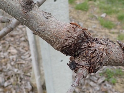 Jesienią walka z rakiem drzew owocowych w sadach jest konieczna