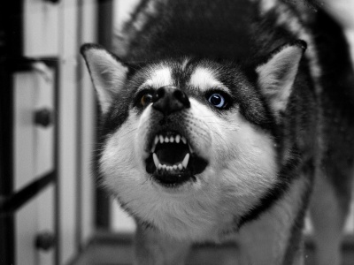 Tragedia pod Zieloną Górą. Kierowca ciężarówki zagryziony przez psy