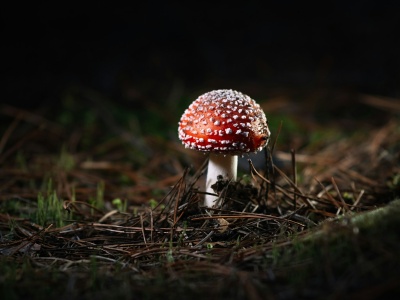 Super Mario Bros. ukrywa prawdziwy sekret. Te grzyby istnieją naprawdę