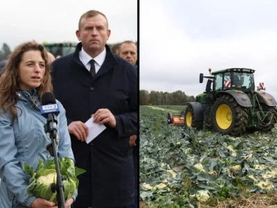 Polskie kalafiory gniją w polu. Rolnicy mają dość milczenia i obłudy