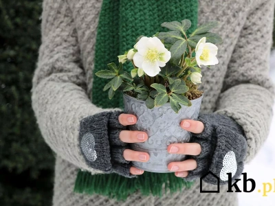 Wcale nie grudnik! Ta piękna roślina kwitnąca zimą go zastąpi