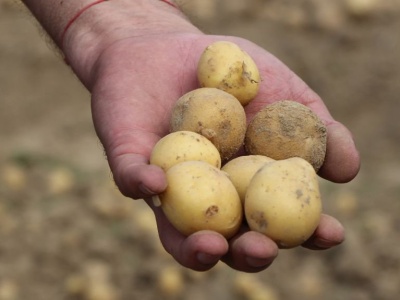 Nadpodaż ziemniaków. W Niemczech pełne magazyny. A jakie ceny?