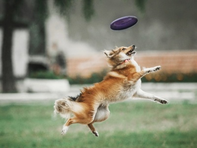 Sześć lat temu była w schronisku. Dziś zdobywa medale. Historia psa, który dostał drugą szansę