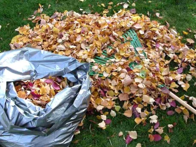 Nie wyrzucaj zgrabionych liści! Ten patent odmieni Twój ogród