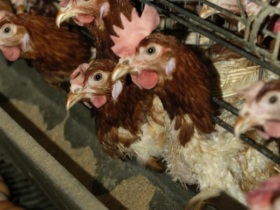 Hodowca z tego powiatu musi zutylizować prawie 148 tys. kur! Wirus znów zaatakował