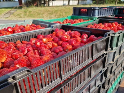 Czy leci z nami pilot? Rekordowy import mrożonych truskawek w 2025