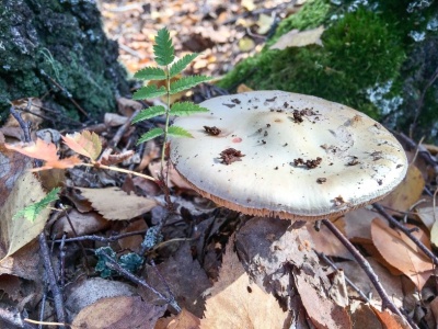 Ten grzyb jest smaczny, ale śmiertelnie niebezpieczny. Omijaj go szerokim łukiem